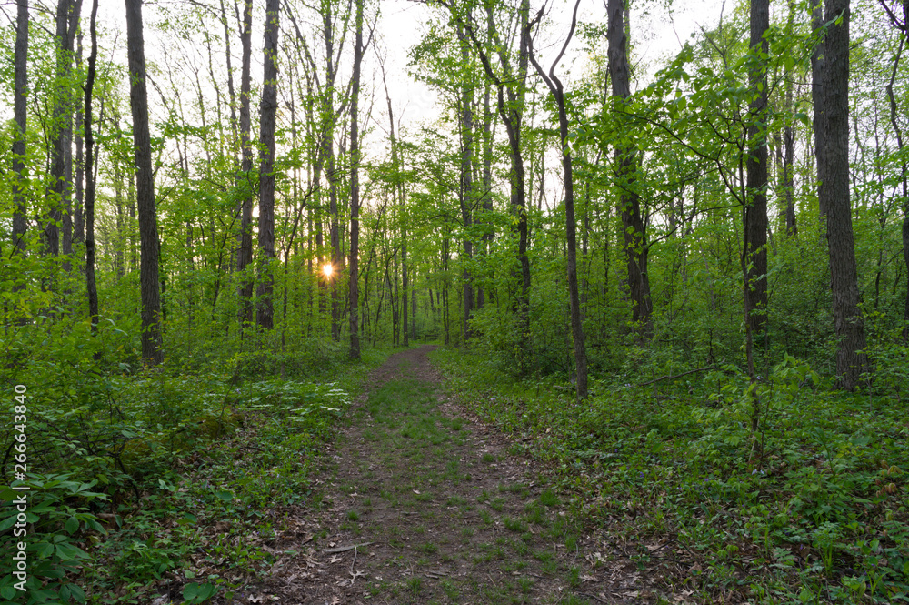 Obraz premium Sunset Trail