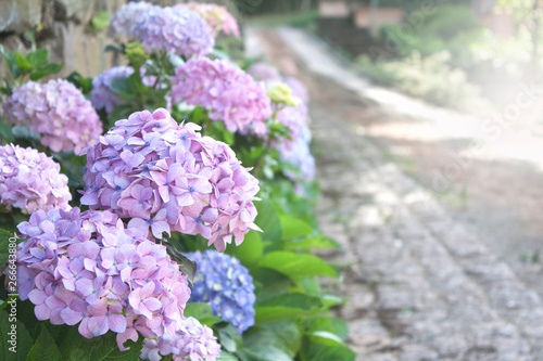 Beautiful pink and blue hydrangea and blurred road. Selective focus on flowers and lateral copy space.