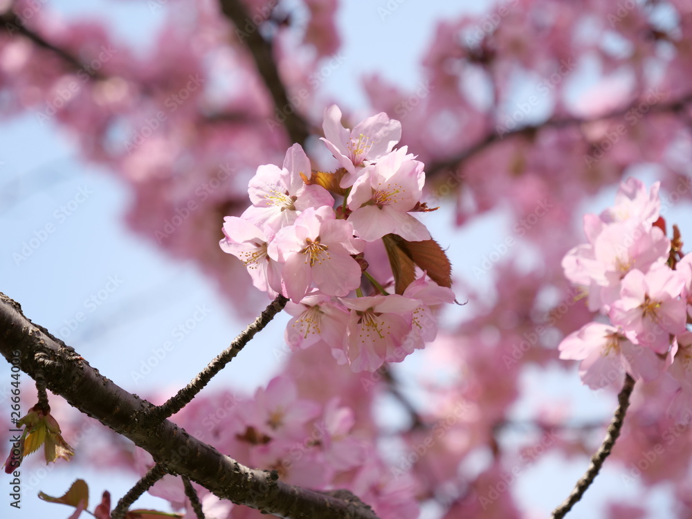 Obraz premium さくら