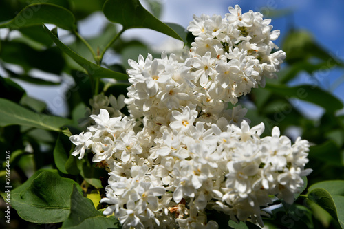 White lilac blooms in the garden.