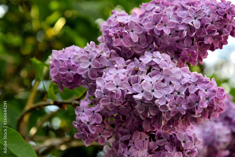 Lilac blooms in spring in the garden on a sunny day. Lilac blooms in spring in the garden on a sunny day.