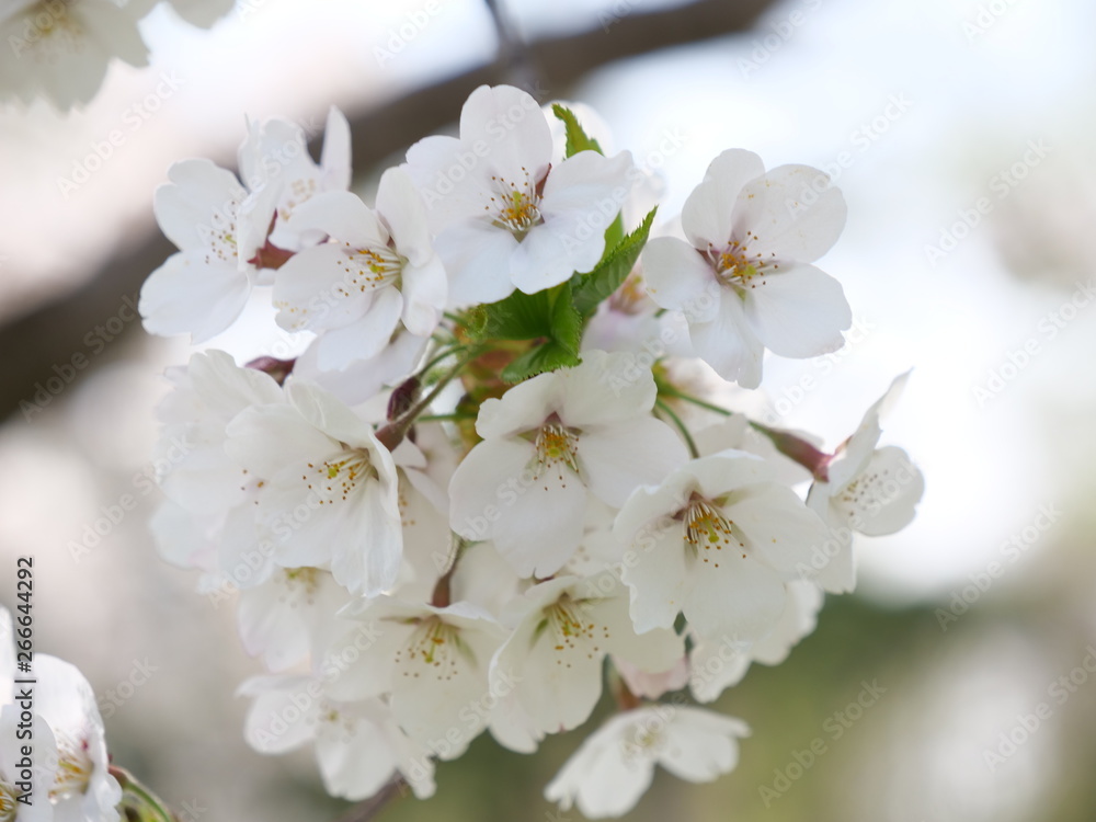 さくら、sakura