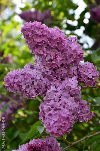 Lilac blooms in spring in the garden on a sunny day.