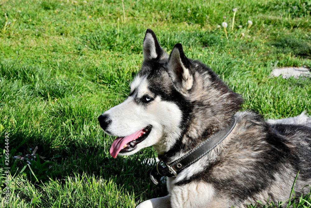 Husky on the background of green grass...