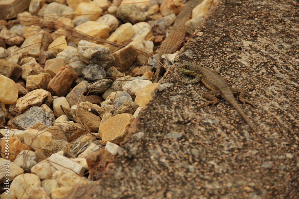 lizard lizard