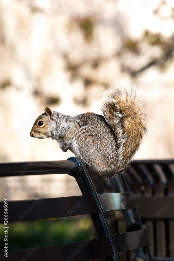 Squirrel on a bench in Battery Park, NYC Squirrel on a bench in Battery Park, NYC