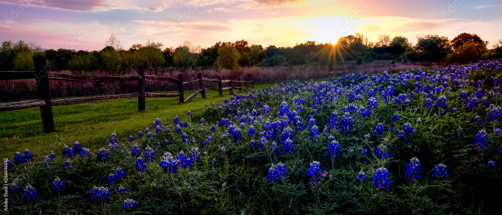 Foto Texas Bluebonnets