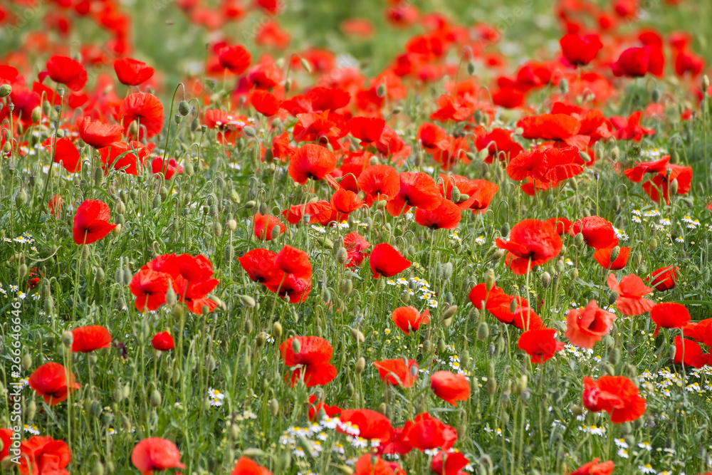 Mohnblumenfeld mit leuchtend rotem Klatschmohn