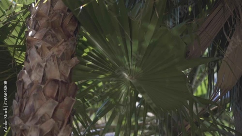 Static slow motion shot of some water reflection on some cocopalm tree leaves. photo