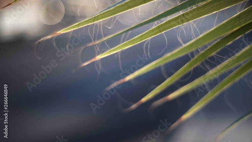 Close-up shot of leaves in a bush bouncing with the wind partially lit by sun light and blurry background (bokeh). photo