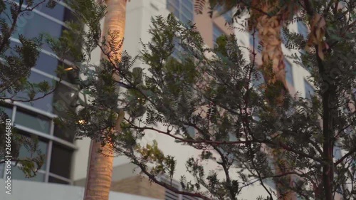 Leaves of a tree bouncing hard with the wind and a building on a blurry background. photo