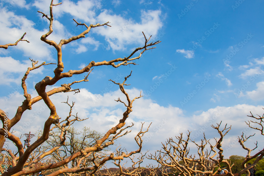 Unusual crooked branches of the tree and blue sky with clouds. Unusual crooked branches of the tree and blue sky with clouds.