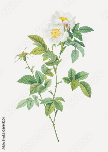 Tableau sur toile White anjou roses