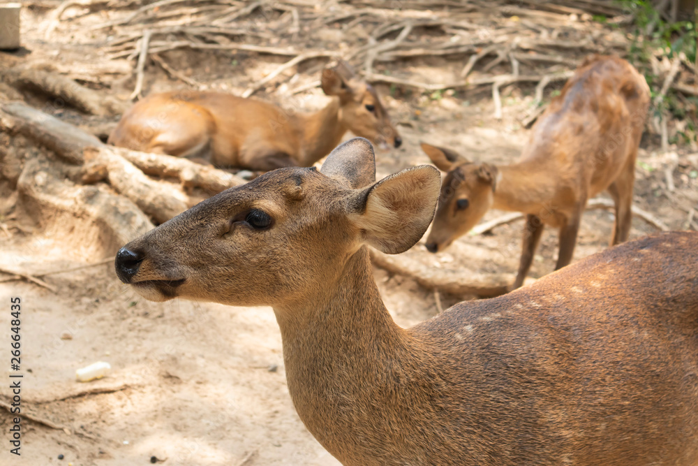 Lovely Brown Deer in the zoo Lovely Brown Deer in the zoo