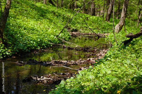 Fototapeta Naklejka Na Ścianę i Meble -  Spring creek in the forest