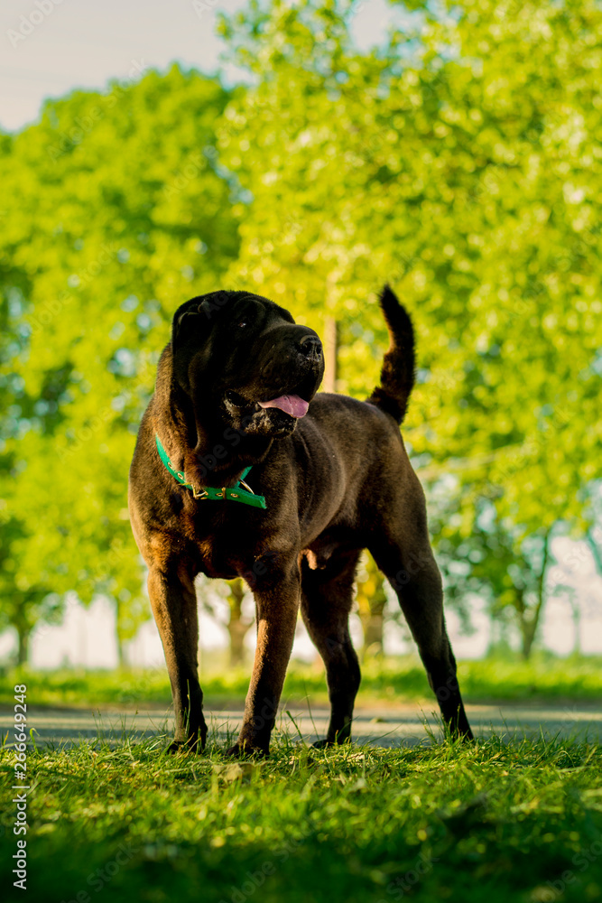 posando en el verde