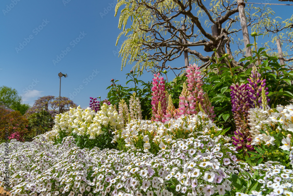 Fototapeta premium Beautiful full bloom of Purple pink Wisteria blossom trees trellis flowers in springtime sunny day
