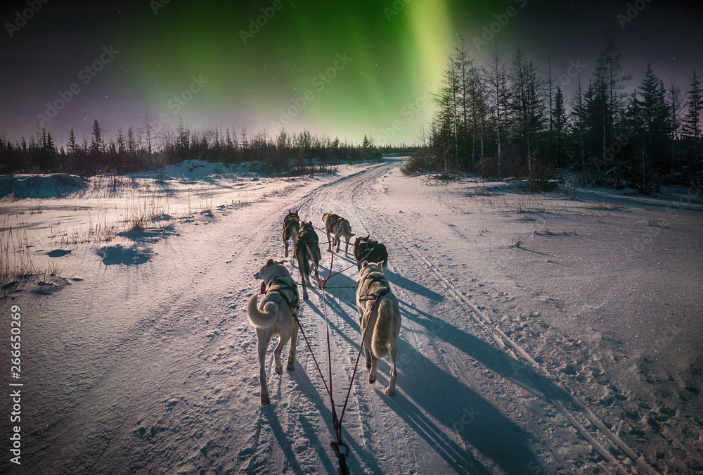 Ταπετσαρία A team of six husky sled dogs running on a snowy wilderness road in the Canadian north under the aurora borealis and moonlight
