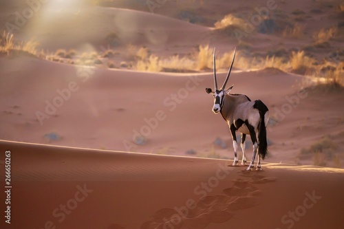 Papier peint A solitary oryx (oryx gazella) standing still on top of a sand dune ridge looking at the camera, with sunset back lighting and lens flare