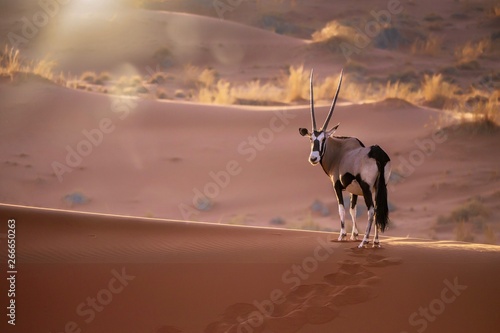 A solitary oryx (oryx gazella) standing still on top of a sand dune ridge looking at the camera, with sunset back lighting and lens flare. In Sossusvlei, Namib Desert, Namibia. photo