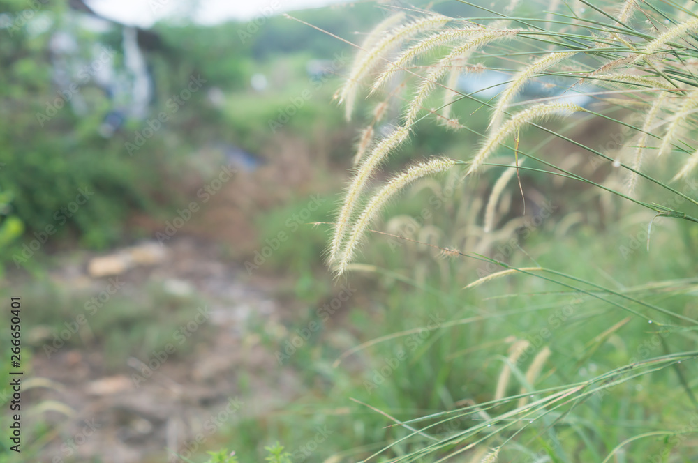 Poaceae with blurred background in country site Poaceae with blurred background in country site