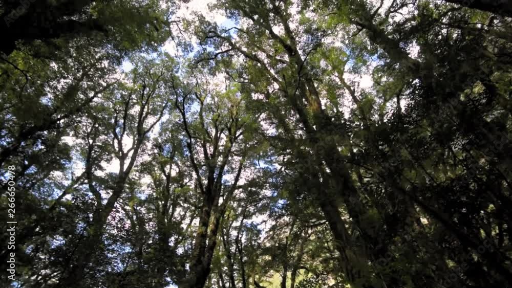 Lookig towards the tree tops in a natural beech forest in New Zealand. Wide angle perspective with a circular movement Lookig towards the tree tops in a natural beech forest in New Zealand. Wide angle perspective with a circular movement