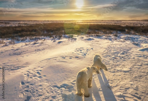 Two adult polar bears together in their natural Arctic snowy tundra habitat, as the sunrise casts golden light on the wide landscape scene. Churchill, Canada. photo