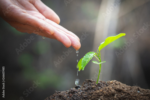 Care and watering the tree by hand, The hands are dripping water to the small seedlings, plant a tree, reduce global warming, World Environment Day