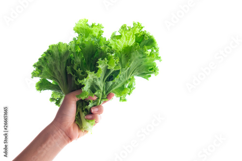 Lettuce in a handful of people. for food and drink. isolated on white background and clipping path.