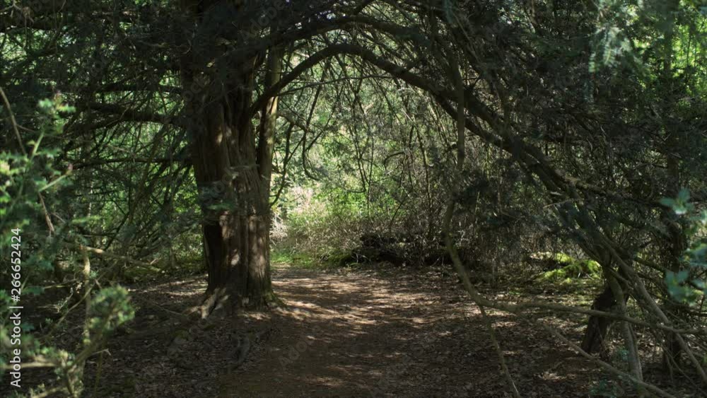 An empty path in a forest with a tree. HANDHELD SHOT. An empty path in a forest with a tree. HANDHELD SHOT.