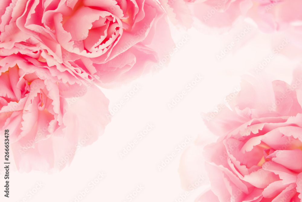 Pink carnation flowers 