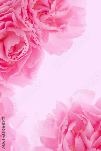 Pink carnation flowers 