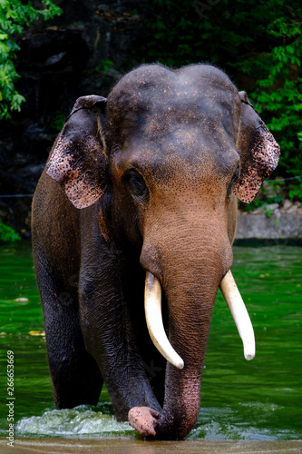 Photography Asian elephant  in the water