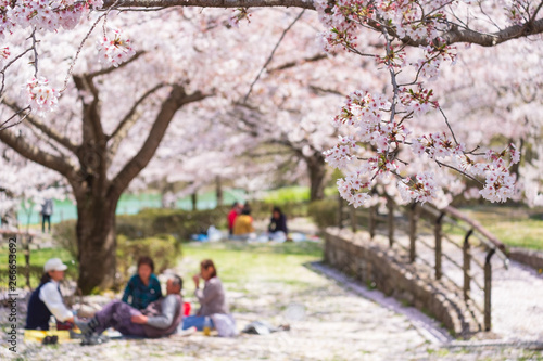桜と花見客　公園　馬見丘陵公園　奈良県 photo