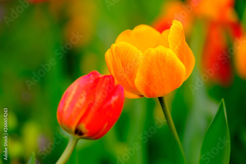 Fototapeta Naklejka Na Ścianę i Meble -  Beautiful orange tulips in flower field