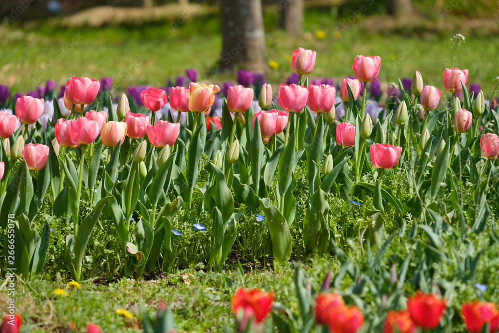 Fototapeta premium チューリップ 赤 オレンジ色 花 馬見丘陵公園 奈良県