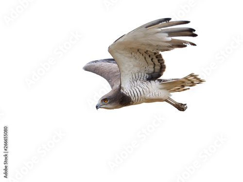 Beaudouins snake eagle (Circaetus beaudouini) photo