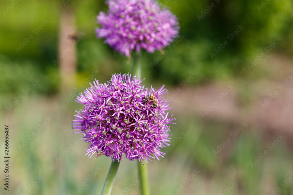 Beautiful lilac flower of garlic in the garden. Beautiful lilac flower of garlic in the garden.