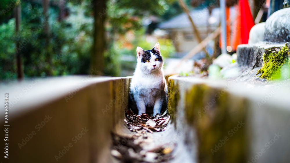 Obraz premium cute white cat