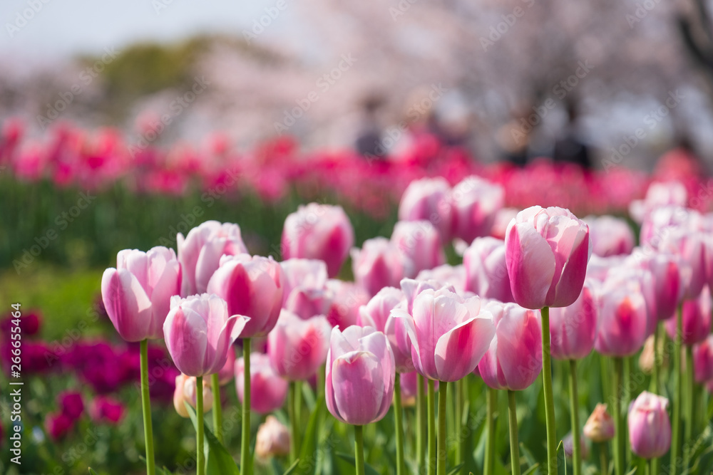 桜とチューリップ　青空　奈良県　馬見丘陵公園