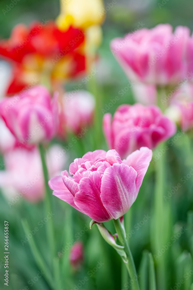 spring pink delicate tulip on a blurred background of multicolored tulips on a sunny day spring pink delicate tulip on a blurred background of multicolored tulips on a sunny day