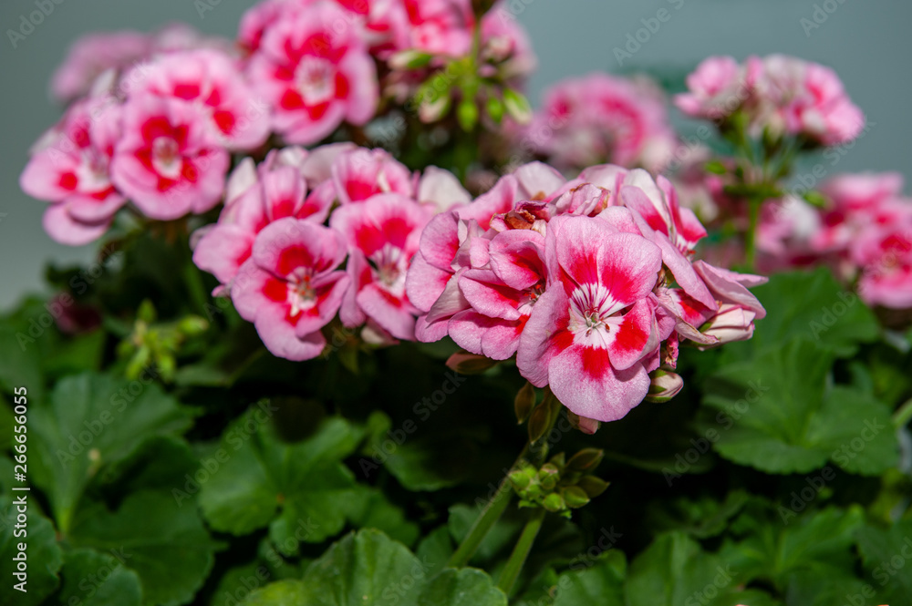 Large shrub of two-color pink geranium with flowers and buds. Close-up