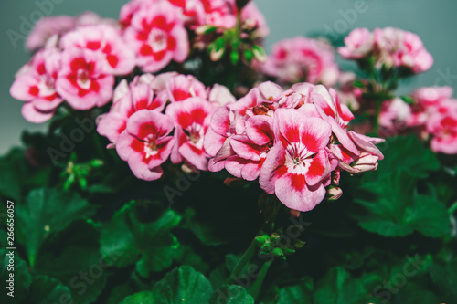 Large shrub of two-color pink geranium with flowers and buds. Close-up. Toned