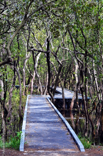 Wooden boardwalk on the water through Mangrove forest in Bicentennial park, Sydney, Australia. This footpath leads through the swamp with trees and sun rays