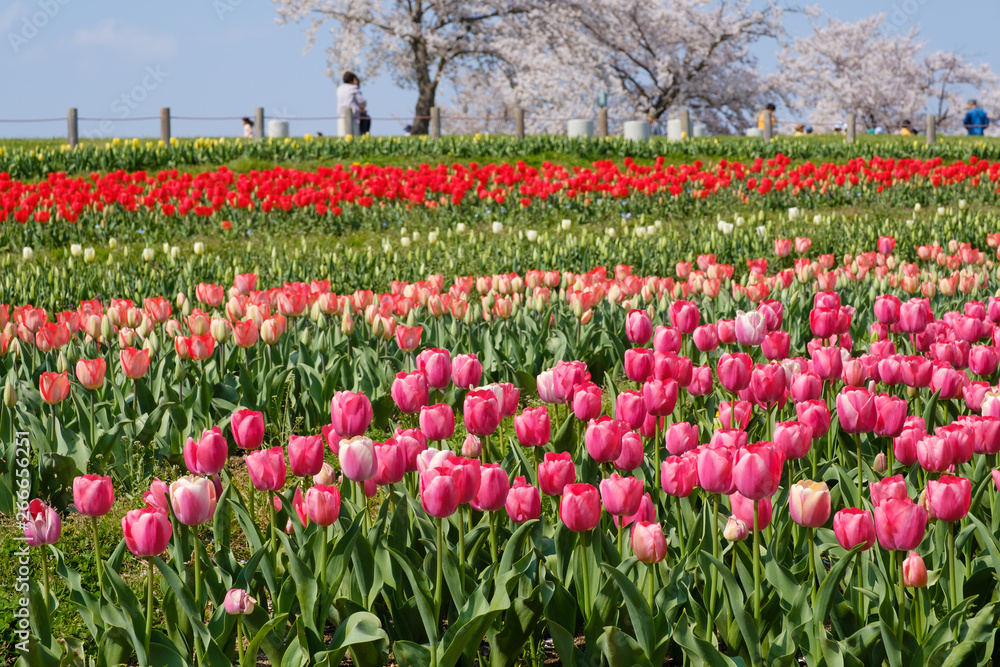 桜とチューリップ　青空　奈良県　馬見丘陵公園