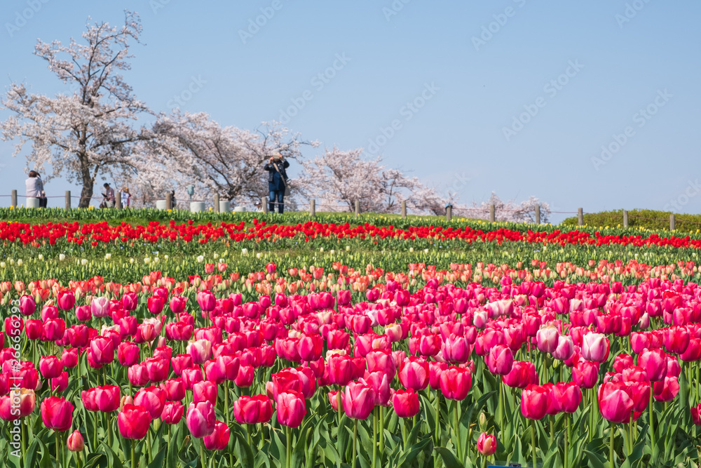 桜とチューリップ　青空　奈良県　馬見丘陵公園