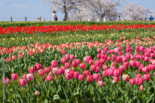 桜とチューリップ　青空　奈良県　馬見丘陵公園
