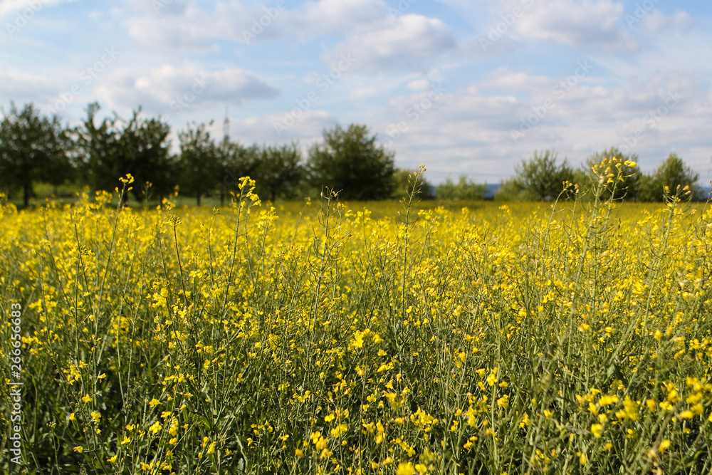 Blooming canola field. Rape on the field in summer. Bright Yellow rapeseed oil. Flowering rapeseed. Blooming canola field. Rape on the field in summer. Bright Yellow rapeseed oil. Flowering rapeseed.