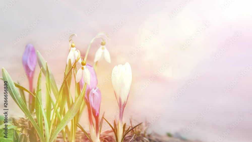 Naklejka premium Blue crocuses. Early bloom pleases the human eye. Blue snowdrops in a spring forest. The first spring flowers