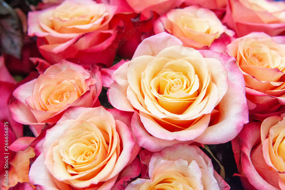 Exotic Roses of pink modern elite varieties in the bouquet as a gift. Background. Selective focus. Exotic Roses of pink modern elite varieties in the bouquet as a gift. Background. Selective focus.